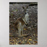 Kangaroo posters
