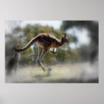 Kangaroo posters