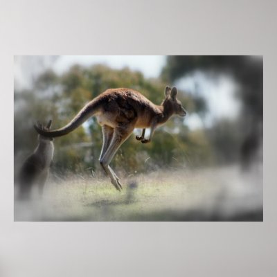 Kangaroo Print by naemick