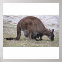 Kangaroo Poster