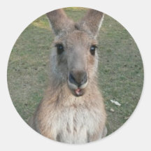 Kangaroo Round Stickers
