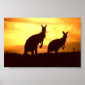 kangaroos at sunset posters
