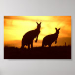kangaroos at sunset posters