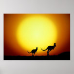 Kangaroos in the Australian Outback Poster