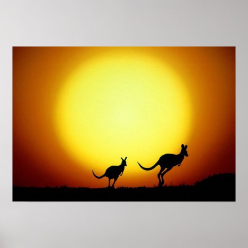 Kangaroos in the Australian Outback Poster