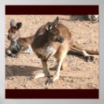 Kangaroos Poster posters