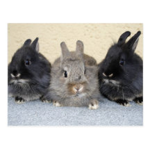 Kaninchen Postkarten