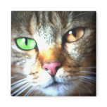 Kat magnets