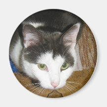 Katt Magnet För Kylskåp