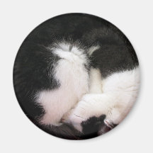 Kattmagnet Kylskåpmagneter