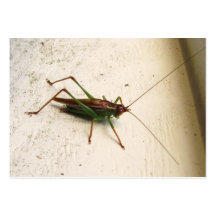 Katydid 155 ~ ATC Business Card Templates