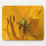 Katydid Lunch - Mousepad