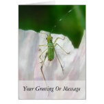 Katydid Nymph - Scudderia Furcata Cards