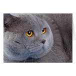katz cards