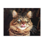 katz postcards