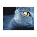 katz postcards