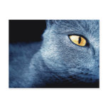 katz postcards
