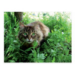 Katze Post Card