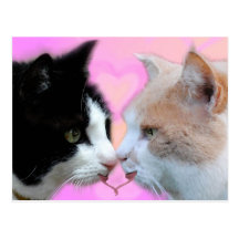 Katzen Liebespaar Postkarten