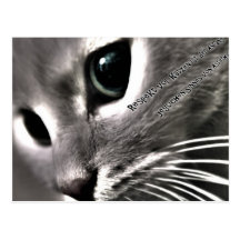 Katzen Postkarte mit Darwin Zitat