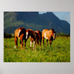 Kauai Horses Poster