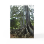 Kauai Tree from Jurassic Park (eggs) cards