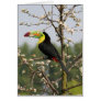 Keel billed toucan cards