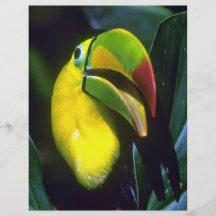 Keel-billed toucan flyers
