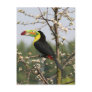 Keel billed Toucan Postcards