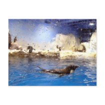 Keep Your Head Up/Cute Swimming Penguin
