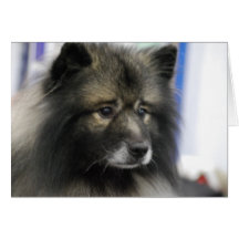 Keeshond Dog Greeting Card