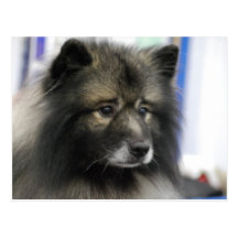 Keeshond Dog Postcard