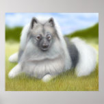 Keeshond Dog Poster posters