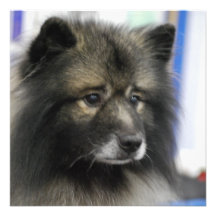 Keeshond Invitations