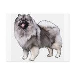 keeshond portrait postcards