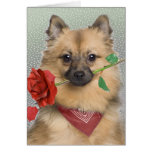 Keeshond puppy holding single rose cards