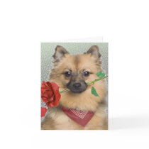 Keeshond puppy holding single rose cards