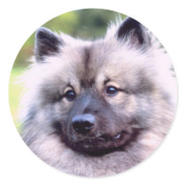 Keeshond Stickers