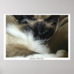 KENJI SU - BIRMAN - RAGDOLL CAT Photo Poster posters