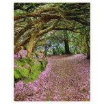 Kenmare Rhododendron Tunnel flyers