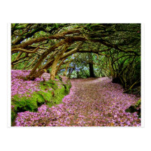 Kenmare Rhododendron Tunnel Post Card