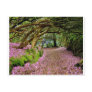 Kenmare Rhododendron Tunnel Post Card