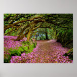 Kenmare  Rhododendron Tunnel - The... - Customised posters