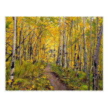 Kenosha to Breckenridge Trail Oil Painting Post Card