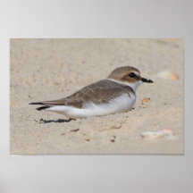 Kentish Plover Poster