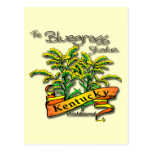 Kentucky Bluegrass State Goldenrod Postcard