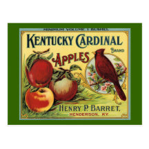 Kentucky Cardinal Bird Post Card