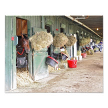 Kentucky Derby winner "Orb" as a 2 yr. old Photo Art