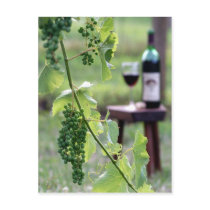 Kentucky Grapes Postcard postcards