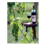 Kentucky Grapes Postcard
